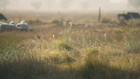 Grass Sheep Wind Stock Footage 82273958