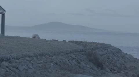 Grass, Sheep,Lamb, grazing Stock-Footage 62743971