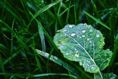 Grass sheet with water drops Stock Photos