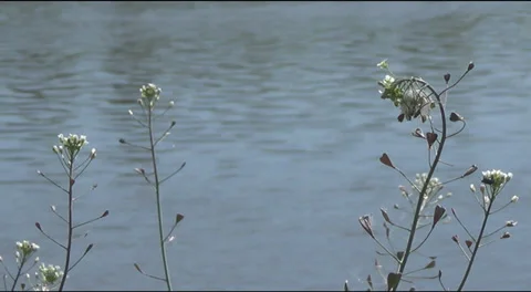 Grass on the shore 스톡 동영상 38399918