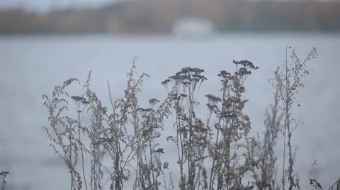 The grass on the shore Video stock 48908331