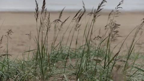 Grass on the shore Stock Footage 146636095