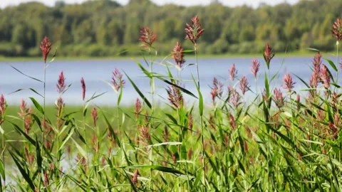The grass on the shore of the lake develops Video stock 93698241