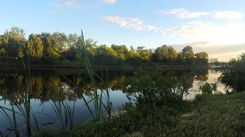 Grass on the shore of a pond at sunset timelapse Stock Footage 82986358