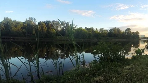 Grass on shore of pond at sunset timelapse Stock Footage 82986777