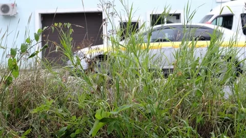 Grass by the side of the road and blurred background from passing cars Stock-Footage 158431817