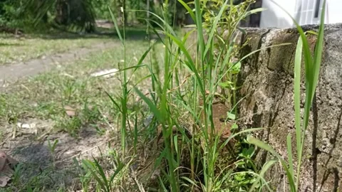 Grass on the side of the road Stock Footage 218384106