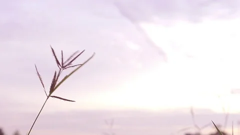 Grass silhouette evening sky backdrop.  Stock Footage 81934264