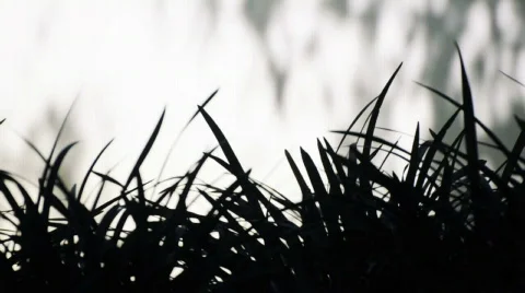 Grass silhouette Stock Footage 823105