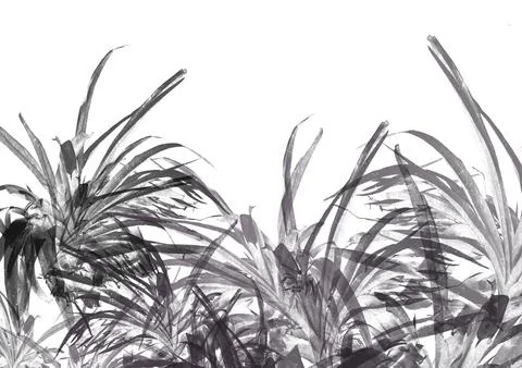 Grass silhouette isolated on white. abstract illustration of plants and grass Stock Illustration