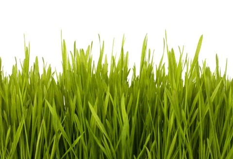 Grass silhouette Stock Photos