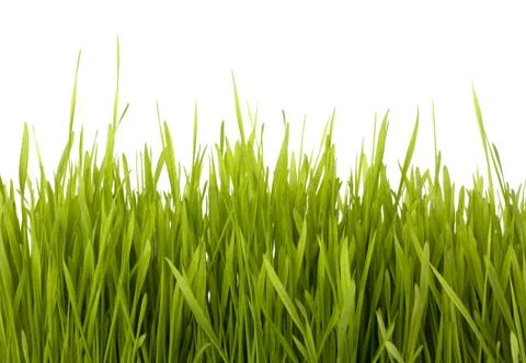 Grass silhouette Stock Photos
