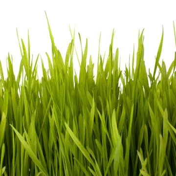 Grass silhouette Stock Photos