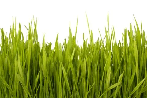 Grass silhouette Stock Photos