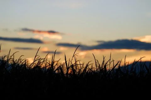 Grass Silhouette Foto stock