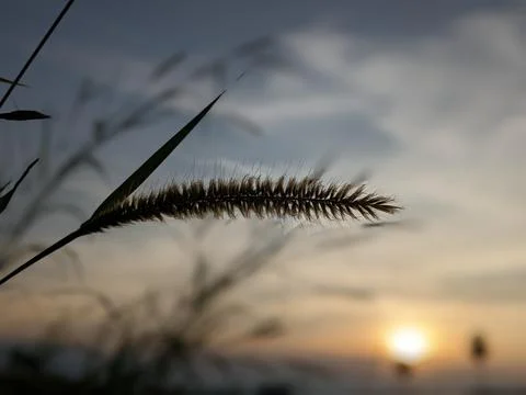 Grass silhouette Stock Photos