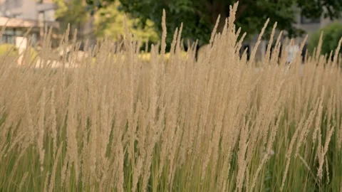 Grass silhouette at sunset. ears of sunlight wild grass silhouette a evening Video stock 282294095