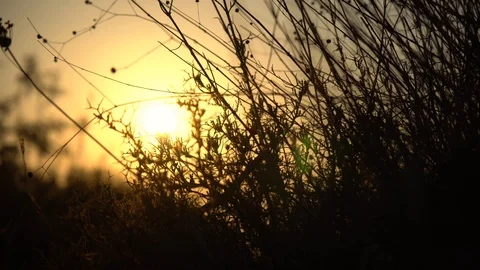 Grass Silhouette On A Sunset. Stock Footage 94142976