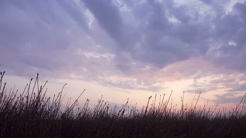 Grass Silhouette In Sunset Stock Footage 115641022