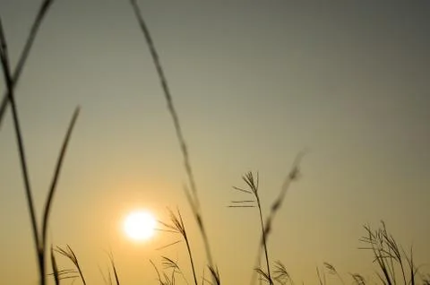 Grass Silhouette at sunset Stock Photos