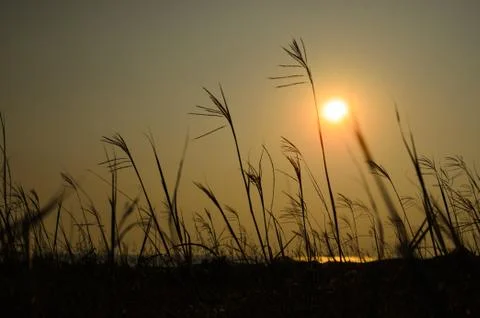 Grass Silhouette at sunset Stock Photos