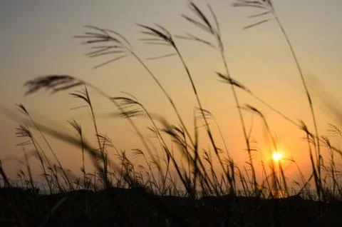 Grass Silhouette at sunset Stock Photos