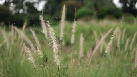 Grass silhouette. Wild grass field and nature background concept. Wind sway.. Stock Footage 270315305