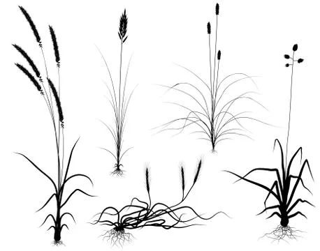 Grass silhouettes Illustrazione stock