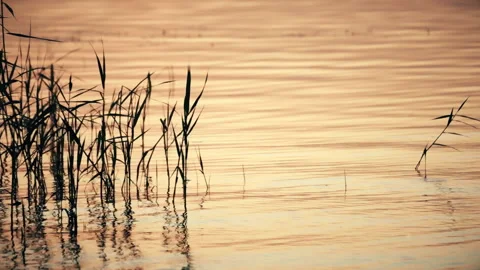 Grass Silhouettes in Sunset Water Video stock 161985368