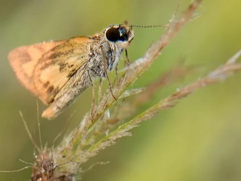 Grass skipper Stock Photos