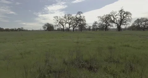 Grass to sky aerial overlooking trees. Stock Footage 75743430