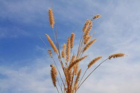 Grass with sky and cloud background in midday Stock Photos