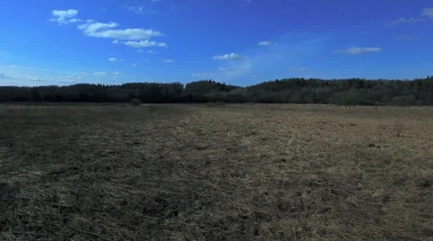 Grass, sky and forest Stock Footage 47954996