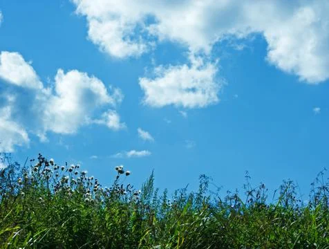 Grass sky background copy space Stock-Fotos