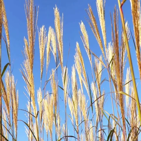 Grass on the sky background. Stock Footage 69409957