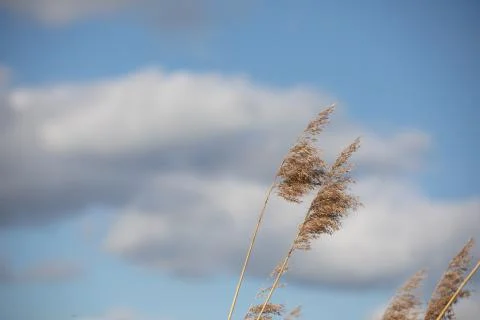 Grass with sky background 스톡 사진