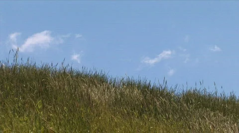 Grass-sky Video stock 137699