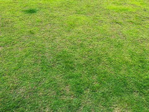 Grass on the slope of the lawn surface Stock Photos