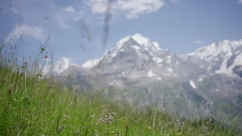 Grass in slow mo and snowy mountains in Murren, Switzerland - Sony FX3, LUT Stock Footage 166624231