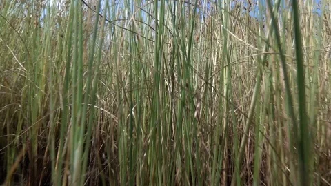Grass slow motion Stock Footage 97491679