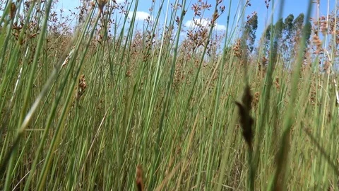 Grass slow motion Stock Footage 97618988