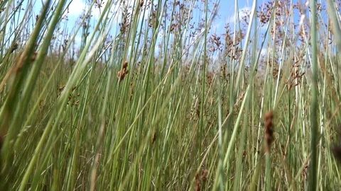 Grass slow motion Stock Footage 97619494