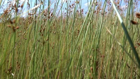 Grass slow motion Stock Footage 97619515