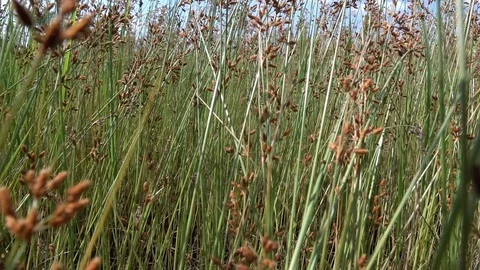 Grass slow motion Video stock 97620229