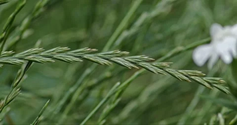 Grass in slow motion Stock Footage 277685520