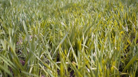 Grass in slow motion. Green grass close-up.Closeup rotation 스톡 동영상 238924319