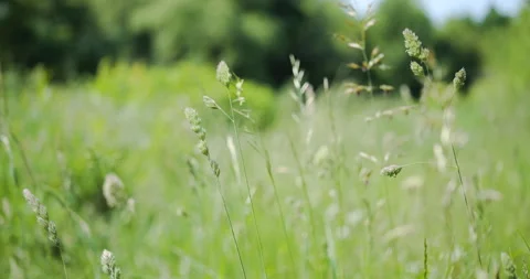 Grass in Slow Motion, Summer Stock Footage 242637681