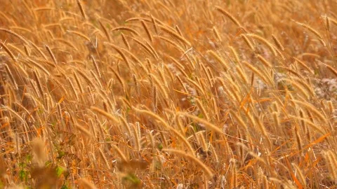 Grass slow motion wind concept. Windy blowing grass on field garden in park Vidéo 102640715