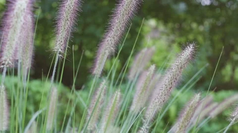 Grass slowly moves in the wind during parallel camera slide 스톡 동영상 67807873