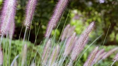 Grass slowly moves in the wind during parallel camera slide Stock Footage 67808203